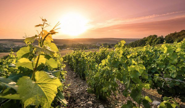 Vignoble Harmonie