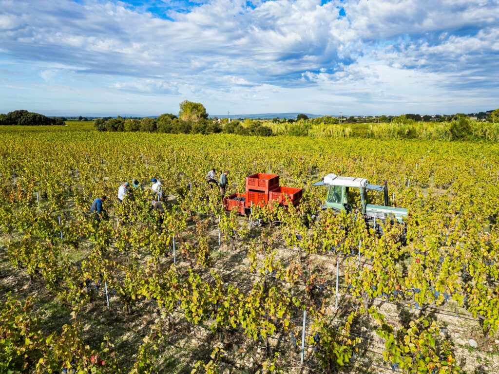 Vendanges 2024 Domaine Berthet