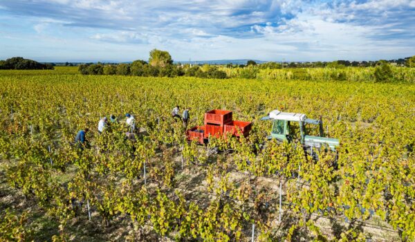 Vendanges 2024 Domaine Berthet