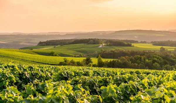 Coteaux Gremillet