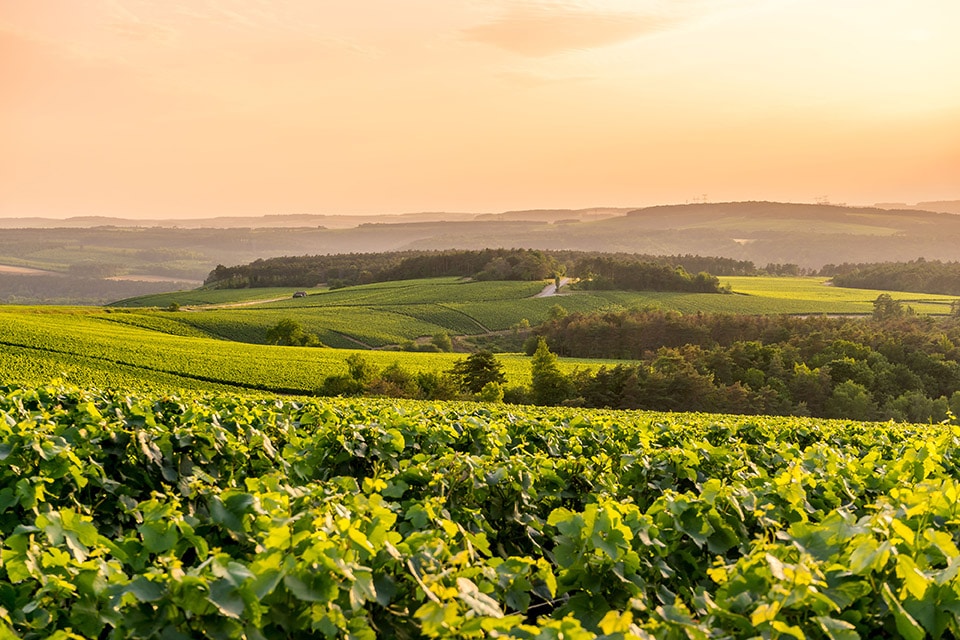 Coteaux Gremillet