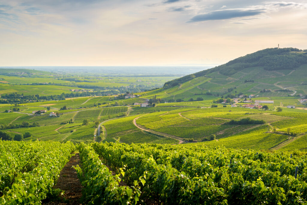 Beaujolais Paysage